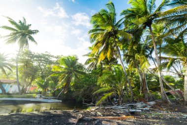 Guadeloup Grande Anse plajda parlayan bir güneş altında Palmiye ağaçları