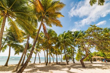 Guadeloupe Bois Jolan plajda palmiye ağaçları ve beyaz