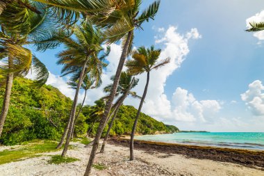 Guadeloupe Pointe de la Saline plajda deniz palmiye ağaçları