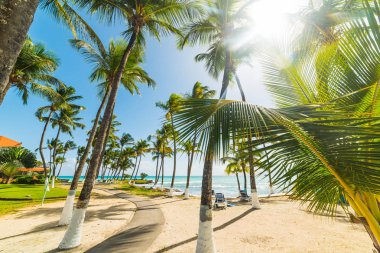 Guadeloupe Bas du Fort plajda deniz hindistan cevizi palmiye ağaçları