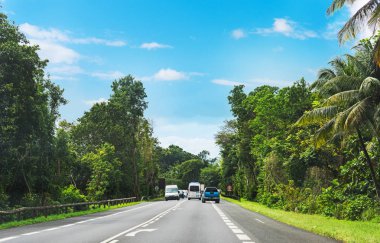 Guadeloupe bir yolun kenarında Tropikal bitki örtüsü