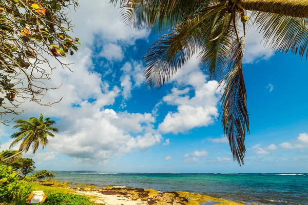 Palm tree and clear water in Autre Bord beach in Le Moule — Stock Photo, Image