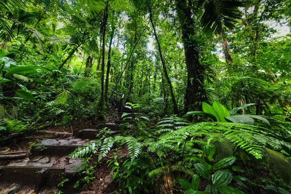 Зелена пишна рослинність в бас-Терре джунглів у країні Гваделупа — стокове фото