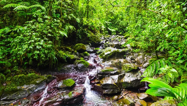 Скелі в невеликому потоці в джунглях Гваделупа — стокове фото