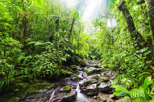 Kis patak Guadeloupe dzsungelben — Stock Fotó