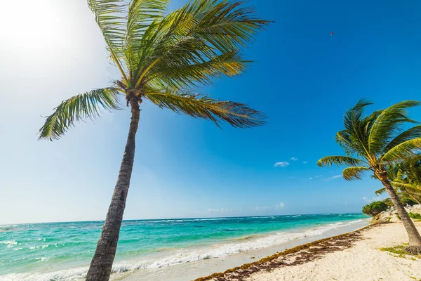 Coconut palm trees in Raisins Clairs in Guadeloupe — Stock Photo, Image