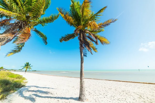 Vit sand och kokospalmer i Smathers Beach i Key West — Stockfoto