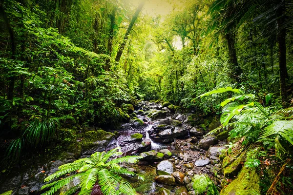 Мокрі скелі та пишна рослинність у джунглях Гваделупи. — стокове фото