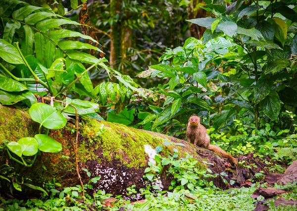 Mongouste indienne grise dans la jungle de Basse Terre — Photo