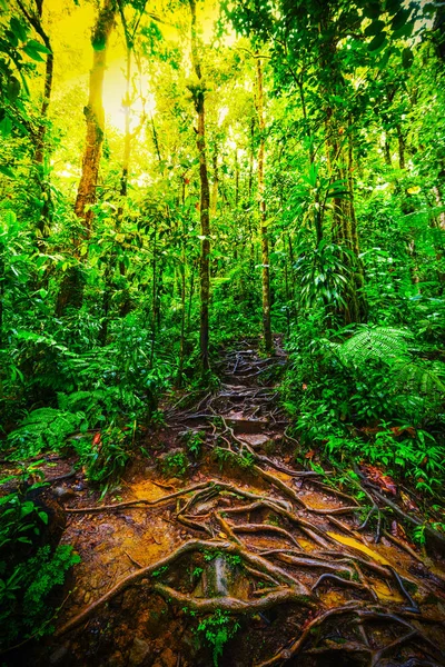 Roots and green plants in Basse Terre jungle — Stock Photo, Image