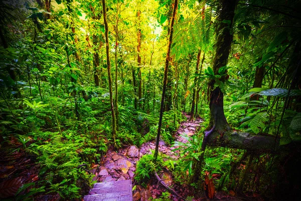 Escalones de piedra en la selva Basse Terre —  Fotos de Stock