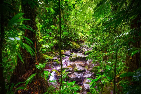 Guadeloupe Basse Terre ormanda küçük dere ve kayalar — Stok fotoğraf
