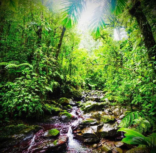 Small stream in Guadeloupe jungle — Stock Photo, Image