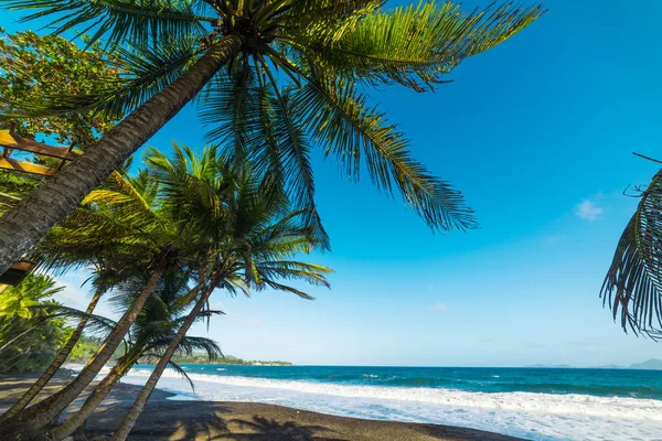 Palmy a tmavý písek pláže Grande Anse v Guadeloupe — Stock fotografie
