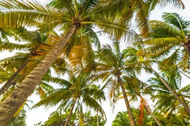 Guadeloupe aşağıdan görülen Hindistan cevizi palmiye ağaçları