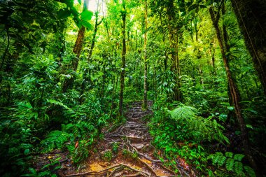 Guadelou Basse Terre ormanda kökleri ve bereketli bitki örtüsü