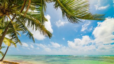 Guadeloupe Bois Jolan plajda deniz palmiye