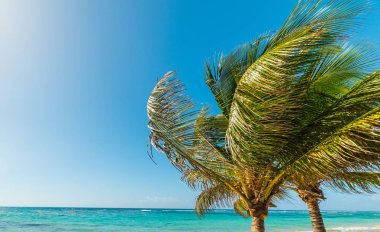 Guadeloupe Kuru Üzüm Clairs kıyısında Palmiye ağaçları