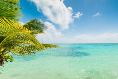 Guadeloupe Sainte Anne shore turkuaz su