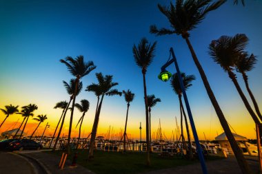 Gün batımında Coconut Grove marinapalmiye ağaçları siluetleri