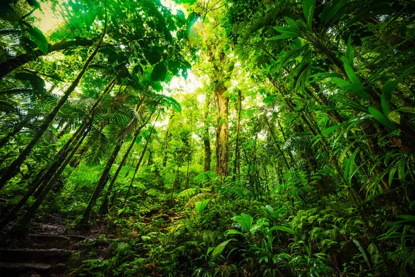 Plantas altas en la selva Basse Terre en Guadalupe — Foto de Stock