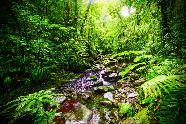 Small stream and rocks in Basse Terre jungle — Stock Photo, Image