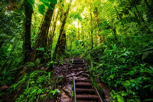 Escalera en la selva de Guadalupe — Foto de Stock