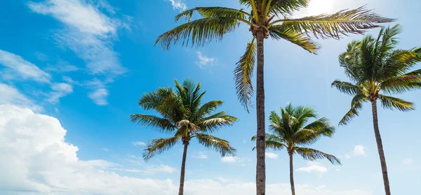 Palmy pod błękitnym niebem w Fort Lauderdale Beach — Zdjęcie stockowe