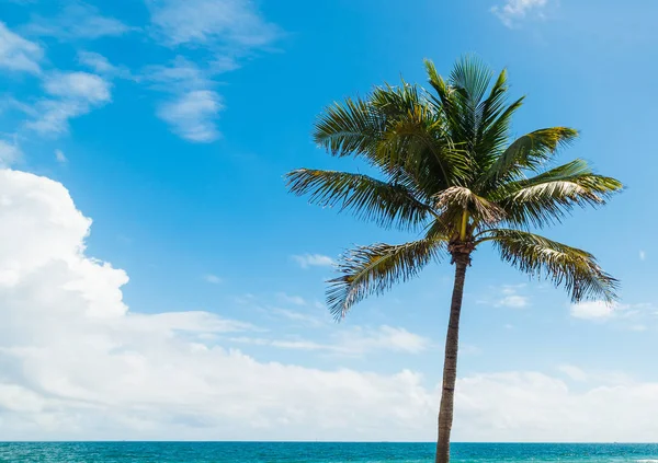 Palma pod błękitnym niebem w Fort Lauderdale Beach — Zdjęcie stockowe