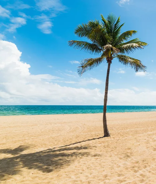 Palmeira na areia na praia de Fort Lauderdale — Fotografia de Stock