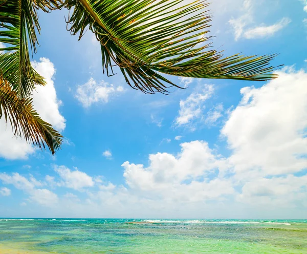 Palm bomen over turkoois water in Guadeloupe — Stockfoto