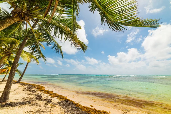 Palms by the Sea in Bois Jolan strand in Guadeloupe — Stockfoto