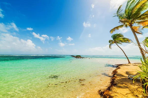Palmer vid havet i La Caravelle stranden i Guadeloupe — Stockfoto