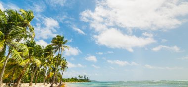 Guadeloupe Bois Jolan plajda deniz palmiye ağaçları