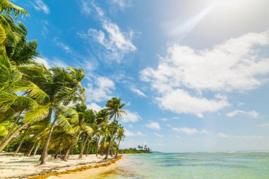 Guadeloupe Bois Jolan plajda deniz palmiye ağaçları