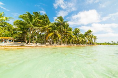 Guadeloupe Bois Jolan plajda turkuaz su ve palmiye ağaçları