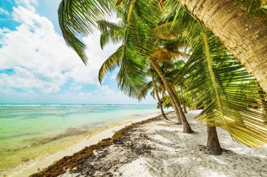 Guadelo 'daki Bois Jolan plajında beyaz kum ve hindistan cevizi palmiyesi ağaçları.
