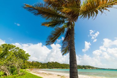 Guadeloupe Pointe de la Saline plajhindistan cevizi palmiye ağacı