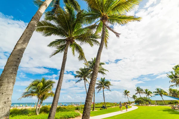 Palmy nad morzem w Pompani Beach — Zdjęcie stockowe