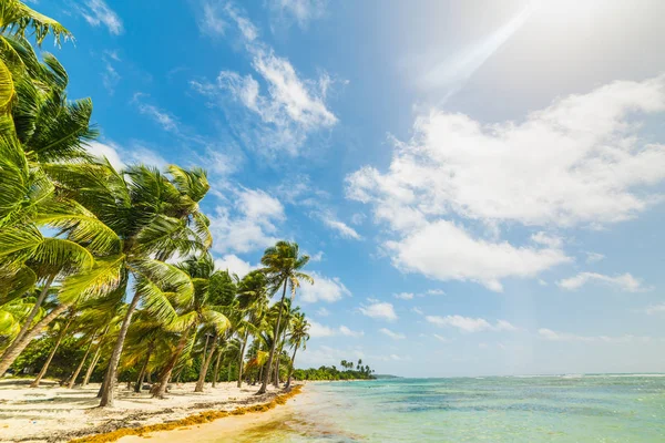 Pálmafák a tenger mellett, Bois Jolán strandon, Guadeloupe-on — Stock Fotó