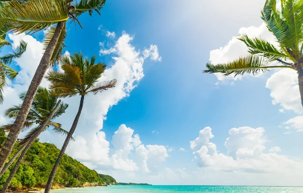 Coconut palm trees in Pointe de la Saline beach in Guadeloupe — Stock Photo, Image