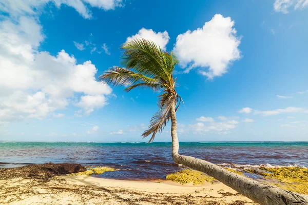 Palm tree in Autre Board in Guadeloupe — Stock Photo, Image