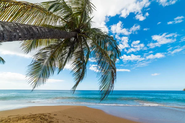 Palmový strom nad pláží La Perle na Guadeloupe — Stock fotografie