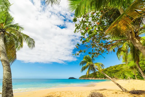Palmové stromy na písku na pláži La Perle — Stock fotografie