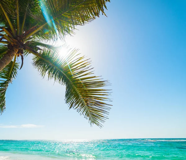 Palmier et mer bleue en Guadeloupe — Photo