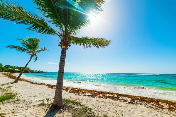 Coconut palm trees in Guadeloupe — Stock Photo, Image