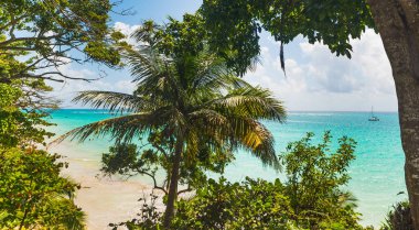 Guadeloupe La Datcha plaj kıyıda Yeşil ağaçlar