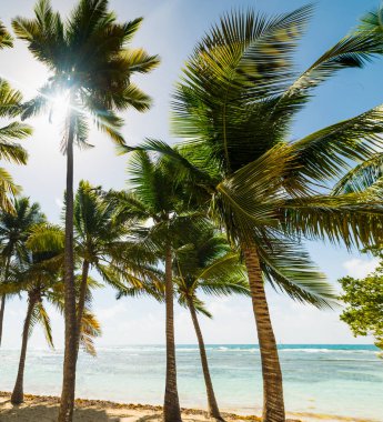 Guadeloupe Bois Jolan plajda kum üzerinde Palmiye ağaçları