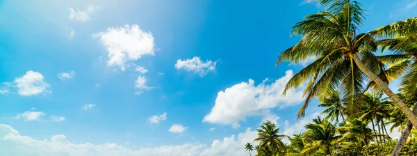 Palmen am Caravelle-Strand in Guadeloupe — Stockfoto