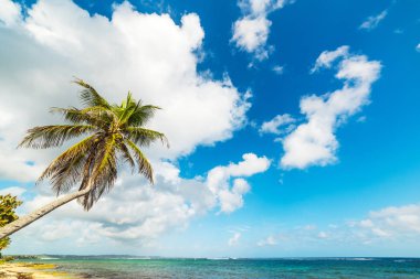 Autre Bord plajda Hindistan cevizi palmiye ağacı